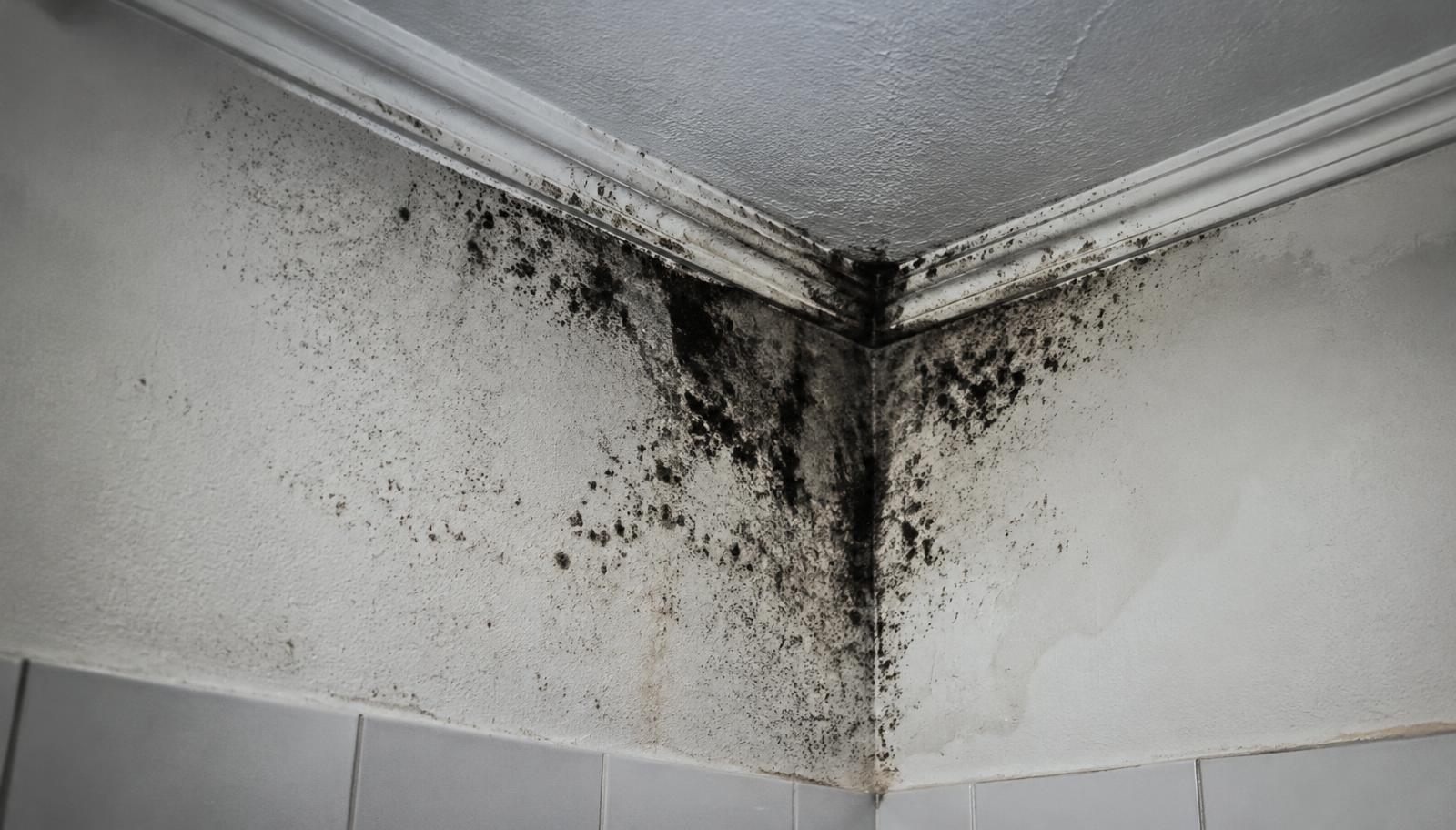 Black mold spreading across a damp bathroom wall corner near the ceiling